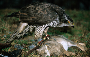 Autour des palombes,.Accipiter gentilis, Northern Goshawk; fauconnerie