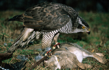Autour des palombes,.Accipiter gentilis, Northern Goshawk; fauconnerie
