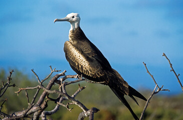 Obraz premium Frégate superbe,.Fregata magnificens, Magnificent Frigatebird