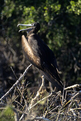 Frégate superbe,.Fregata magnificens, Magnificent Frigatebird