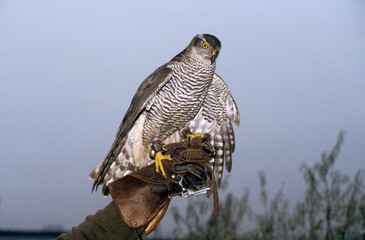 Autour des palombes,.Accipiter gentilis, Northern Goshawk; fauconnerie