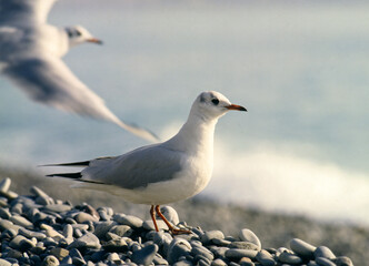 Mouette rieuse,.Chroicocephalus ridibundus, Black headed Gull