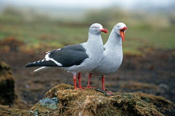 Goéland de Scoresby,.Leucophaeus scoresbii, Dolphin Gull