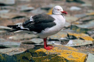 Goéland de Scoresby,.Leucophaeus scoresbii, Dolphin Gull