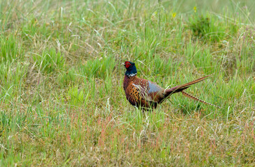 Faisan de Colchide,.Phasianus colchicus, Common Pheasant, mâle