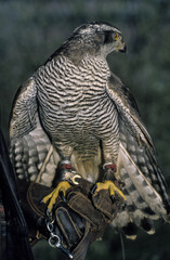 Autour des palombes,.Accipiter gentilis, Northern Goshawk; fauconnerie