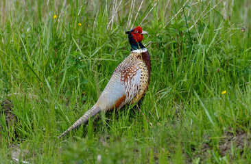 Faisan de Colchide,.Phasianus colchicus, Common Pheasant, mâle