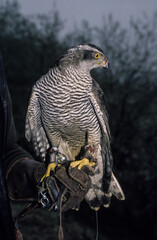 Autour des palombes,.Accipiter gentilis, Northern Goshawk; fauconnerie