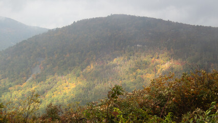 Obraz premium Autumn leaves in the mountains