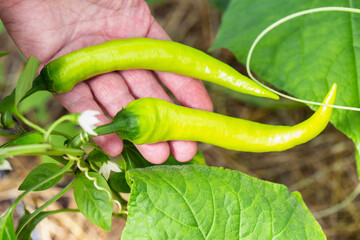 Two hot peppers in the hand grow in the country on a sunny day. Growing hot peppers, close-up