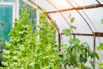 Green lettuce leaves growing in a greenhouse in the summer at the dacha, sunny, agriculture, close-up. Copy space for text