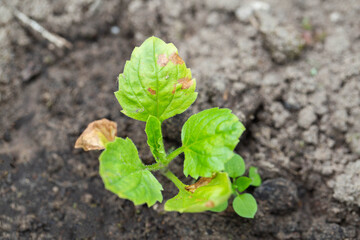 Red spots on the leaves of aster flowers. Disease rust fungus on flowers, close-up
