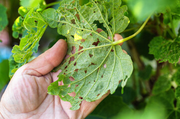 Leaves of a grape plant in a hole, pests and parasites of fruit plants. Grape budworm and moth, close-up. Industry