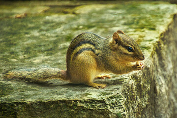 Summer day closeup of a furry Chipmunk eating something while perched on a rock.