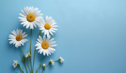 white daisies on a blue pastel paper texture background with copy space