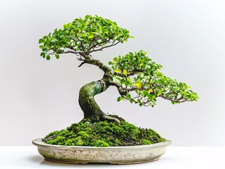 A centered bonsai tree with a windswept shape, beautifully highlighted against a white background for a minimalist and refined appearance