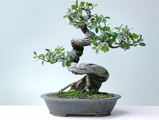 A centered bonsai tree with a twisted trunk shape, showcased on a white background, emphasizing its unique and artistic form