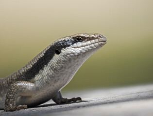 Ovambo Baum Skink (Trachylepis binotata)