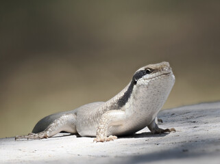 Ovambo Baum Skink (Trachylepis binotata)