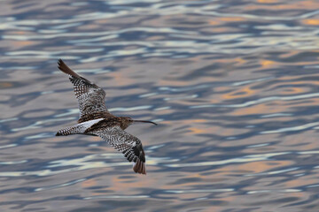 Curlew in Flight Over Water
