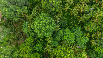 Aerial top view of Tropical rainforest trees, Green forest, and nature.