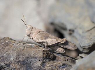 Blauflügelige Ödlandschrecke (Oedipoda caerulescens)