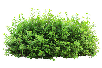 Obraz premium green bush isolated on white