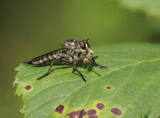 Gemeine Raubfliege (Tolmerus atricapillus)