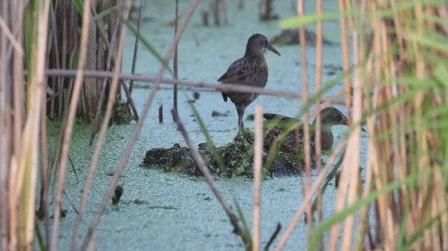 A water rail family. Young and adult water rails in wildlife between reeds on a summer evening.