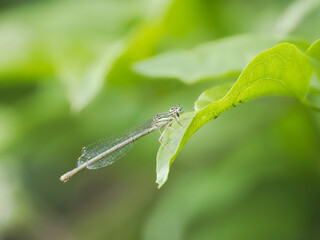 Fototapeta premium Blaue Federlibelle (Platycnemis pennipes),