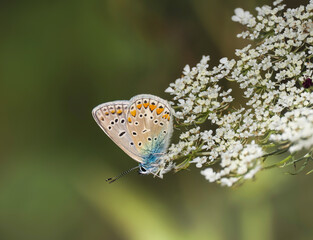 Hauhechel-Bläuling (Polyommatus icarus),