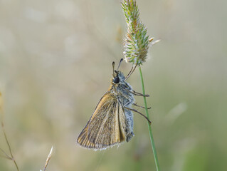 Braunkolbiger oder Ockergelber Braun-Dickkopffalter (Thymelicus sylvestris)