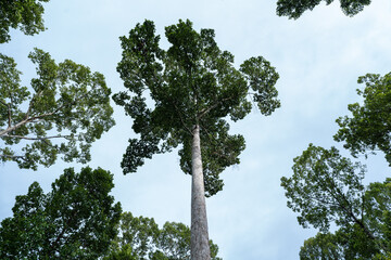 Sunlight filters through the trees in a forest, with Green trees in the background.