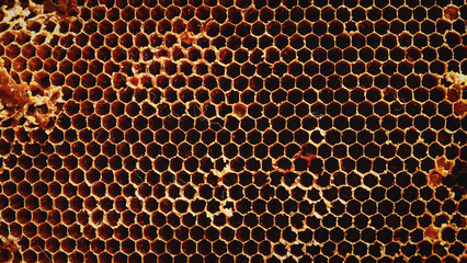 Honeycomb pattern background. Natural bee nests.