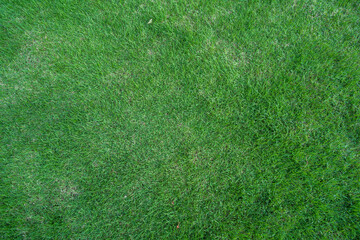 lawn against green grass, a natural background.