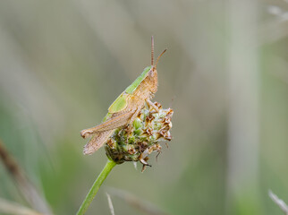 Wiesengrashüpfer (Chorthippus dorsatus)