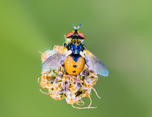 Wnzenfliege (Gymnosoma spec.