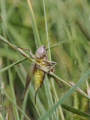 Gewöhnliche Strauchschrecke (Pholidoptera griseoaptera)