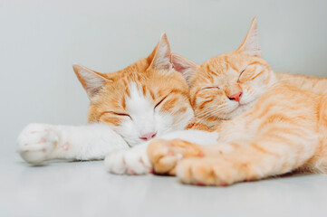 2匹の猫　仲良く眠る