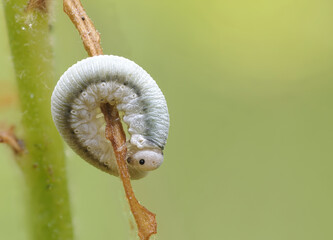 Blattwespe Raupe
