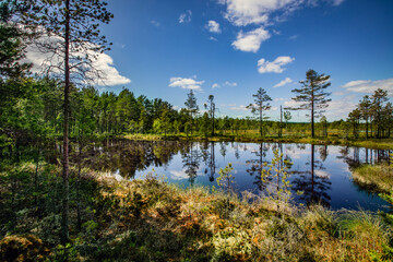 Small lake or swamp, north Sweden in summer.