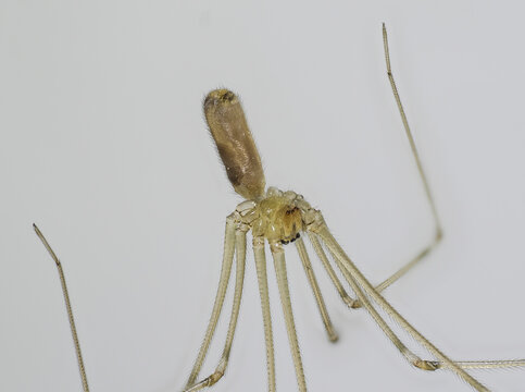 Gro&szlig;e Zitterspinne (Pholcus phalangioides)