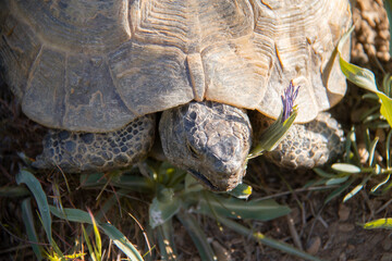 wildlife and Tortoise in the nature of Kurdistan province of Iran