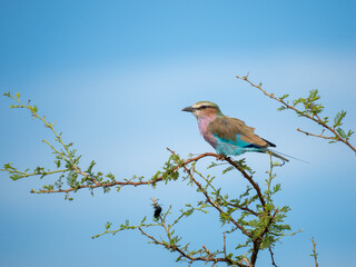 Gabelracke (Coracias caudatus)