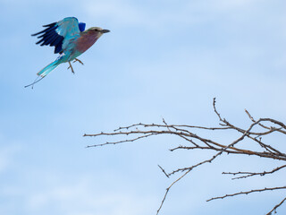 Gabelracke (Coracias caudatus)