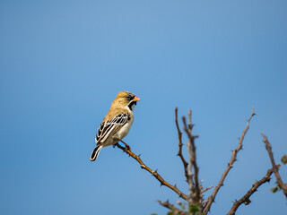 Schnurrbärtchen ((Sporopipes squamifrons)