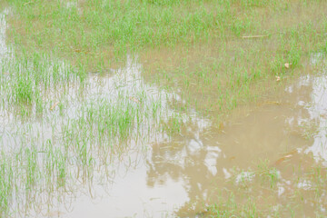 Rice fields, young green rice plants