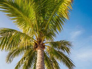 coconut palm tree on blue sky,coconut palm tree