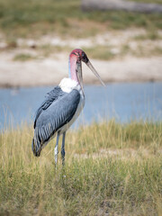 Marabu (Leptoptilos crumeniferus)