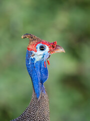 Helmperlhuhn (Numida meleagris)